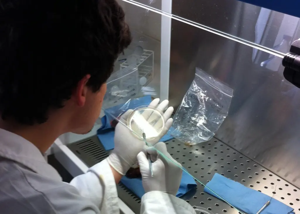 Clinical research will focus around the development and documentation of aquatic vaccines