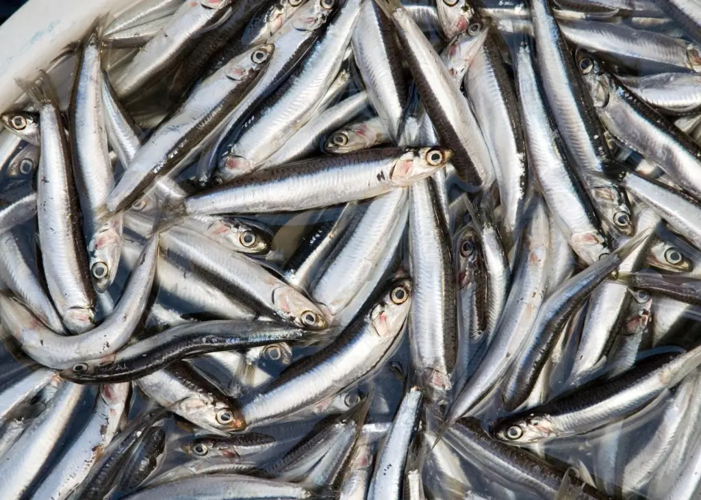 The new quota brings the anchovy fishery back into historically normal quota ranges. Photo: Paul Asman and Jill Lenoble