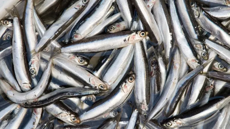 The new quota brings the anchovy fishery back into historically normal quota ranges. Photo: Paul Asman and Jill Lenoble