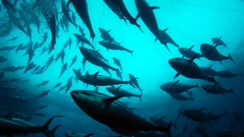 Dardanel's entire tuna product line has gained FOS certificaiton. Photo: Marco Carè Marine Photobank