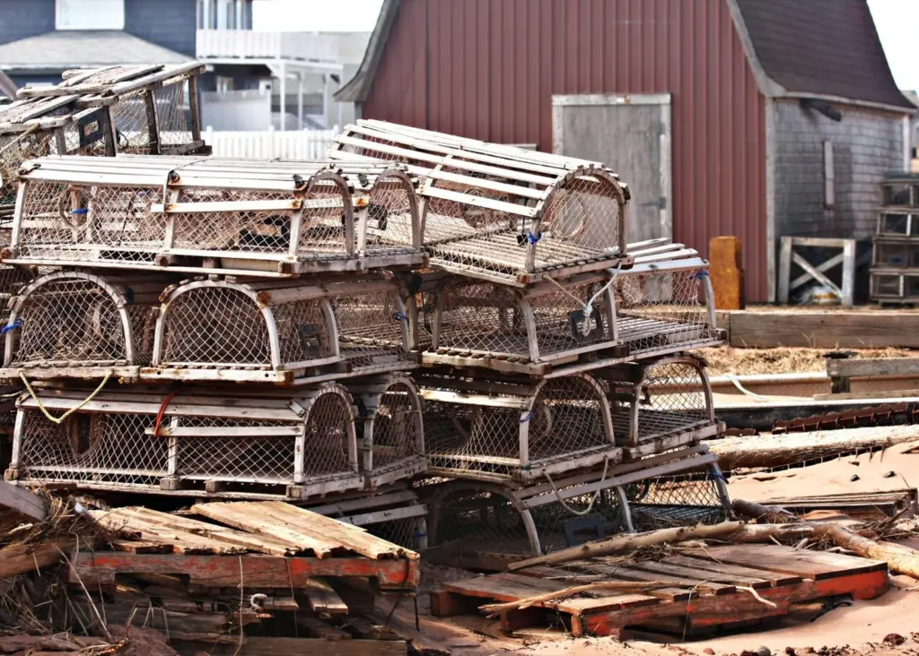 The PEI lobster fishery uses baited traps to catch American lobster. Photo: Martin Cathrae