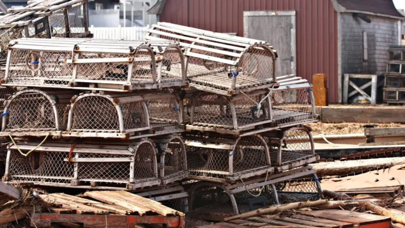 The PEI lobster fishery uses baited traps to catch American lobster. Photo: Martin Cathrae