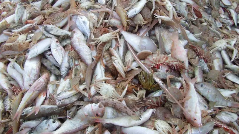 A research project has found that discarded fish could be used as bait. Credit: S.McGowan/AMC 2008/Marine Photobank