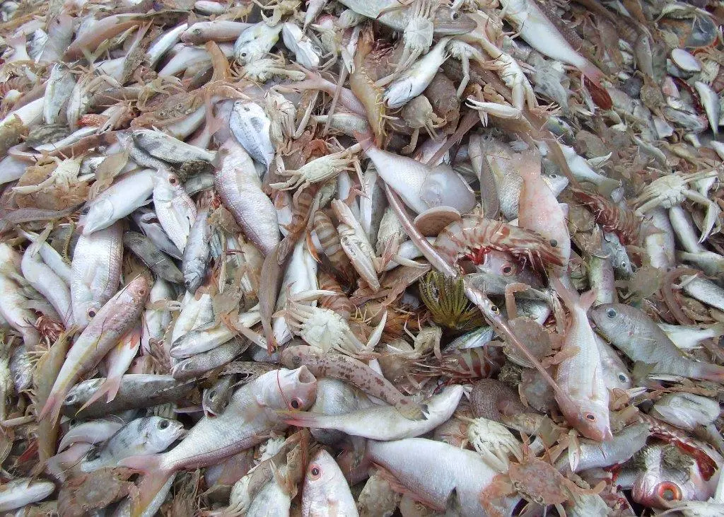 A research project has found that discarded fish could be used as bait. Credit: S.McGowan/AMC 2008/Marine Photobank