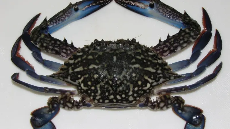 Blue swimming crab
