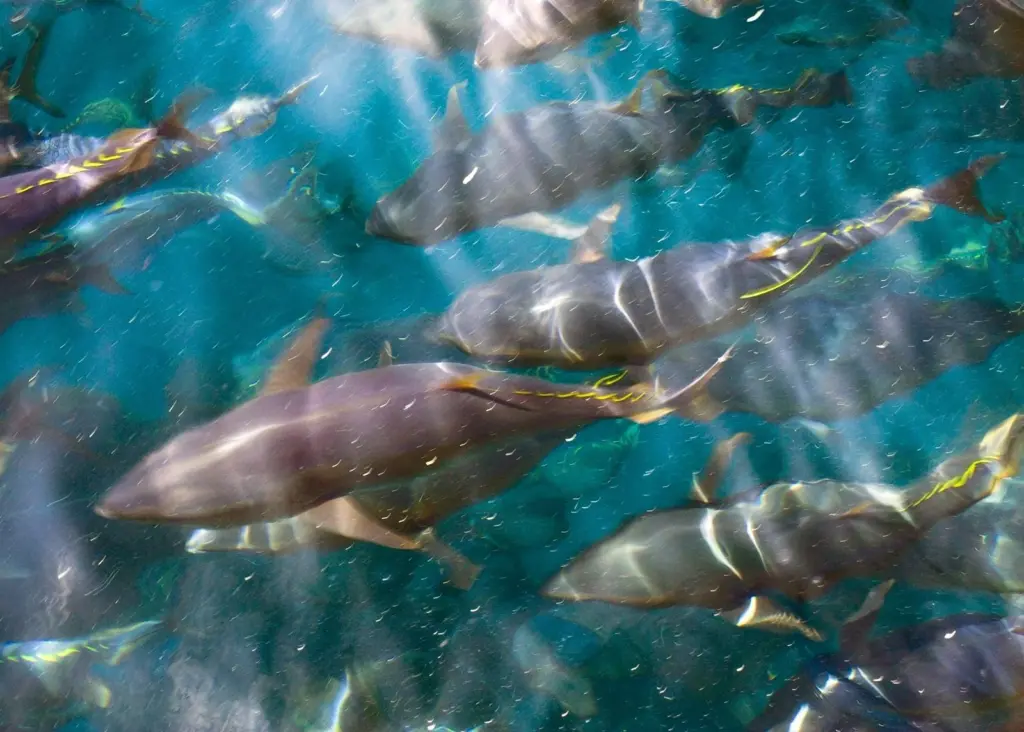 WWF says Atlantic bluefin tuna quotas should not be increased this year to allow stocks to recover
