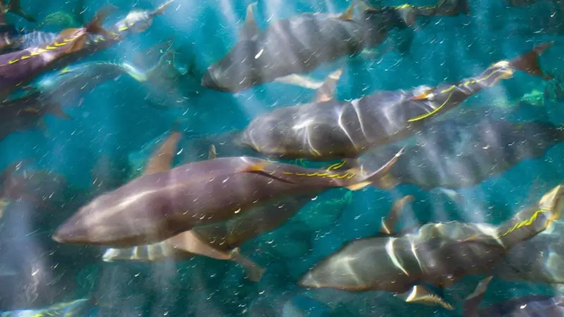 WWF says Atlantic bluefin tuna quotas should not be increased this year to allow stocks to recover