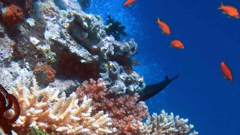 ICES says there is a need for science and advice on marine ecosystems to go beyond traditional assessments. Photo: Richard Ling