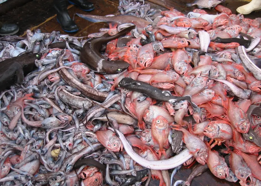 The status of Eastern orange roughy has improved. Image: Stephen McGowan, Australian Maritime College, 2006/ Marine Photobank