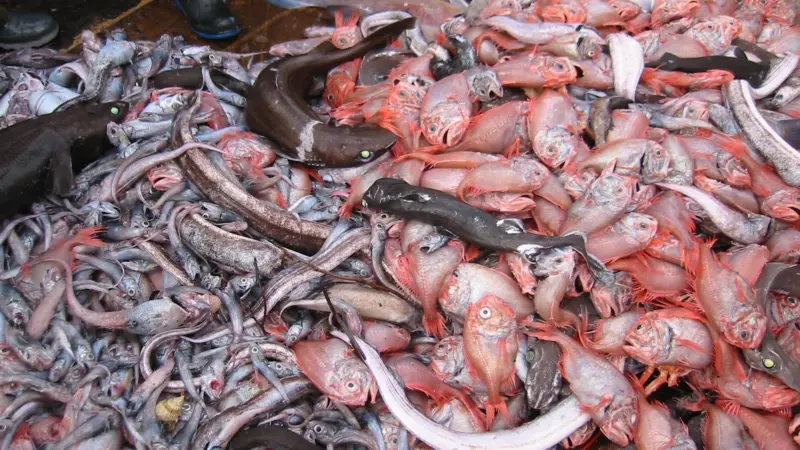 The status of Eastern orange roughy has improved. Image: Stephen McGowan, Australian Maritime College, 2006/ Marine Photobank
