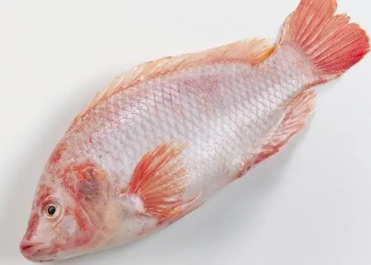 ASC certified tilapia is now in the Belgian Fish Guide