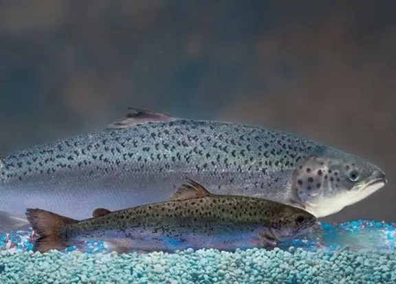 Transgenic Atlantic Salmon - AquAdvantage Salmon - (background) and a sibling conventional Atlantic salmon of the same age. Photo: AquaBounty Technologies