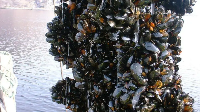Atlantic Aqua Farms is the first mussel farm to be BAP certified since the completion of the new BAP mussel farm standards