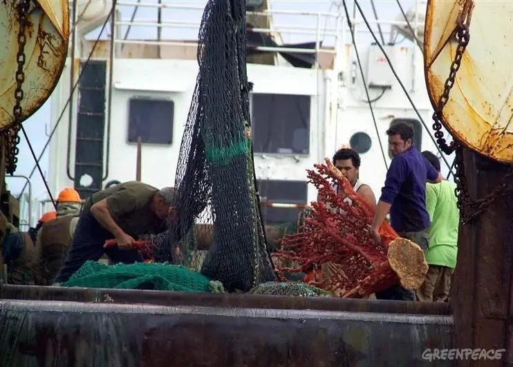 Greenpeace has criticised the vote as inadequate protect fragile deep-sea ecosystems from the destructive impacts of bottom trawling and deep-sea gillnetting. © Greenpeace