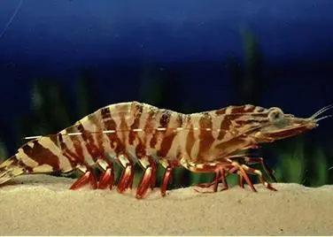 Tiger prawn. Credit: AFMA