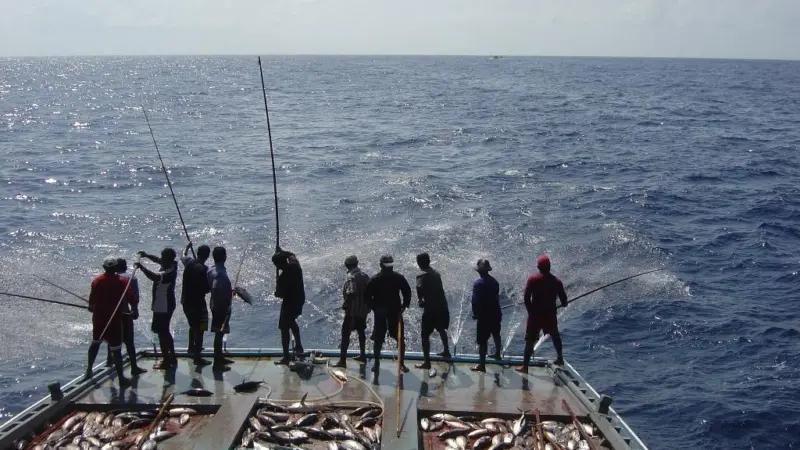 The Maldives fishery currently supports some 30,000 people, or 15% of the total Maldivian workforce © Marine Research Centre, Maldives