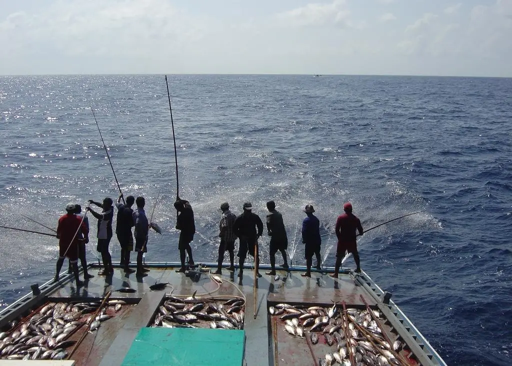 The Maldives fishery currently supports some 30,000 people, or 15% of the total Maldivian workforce © Marine Research Centre, Maldives