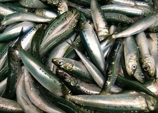 Catch of Pacific sardine. Credit: NOAA