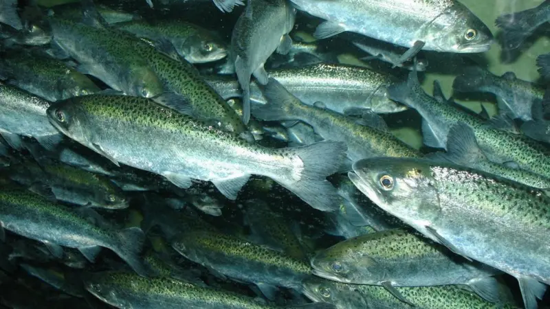 The research determines the behaviour of young migrating salmon as they more from rivers to ocean waters for the first time. Photo: Zureks