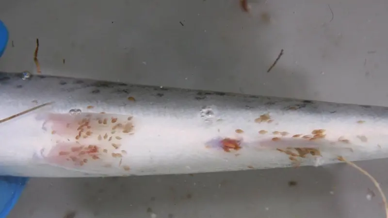The underbelly of a wild juvenile sea trout infested by sea lice caught within two miles of one affected farm Photo: Salmon and Trout Association Scotland