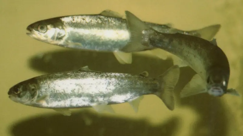 There are concerns about the negative impact on wild fish if GM salmon should escape
