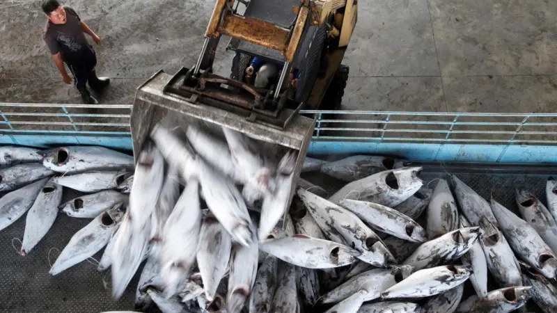 Bigeye tuna continues to be overfished. Photo: Alex Hofford, Greenpeace/Marine Photobank