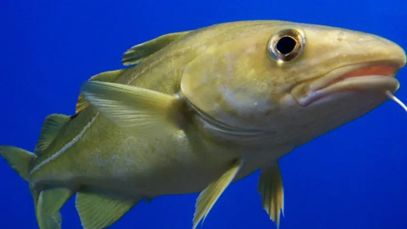 The new Common Fisheries Policy has formally been adopted. Credit August Linnman/CC BY-SA 2.0