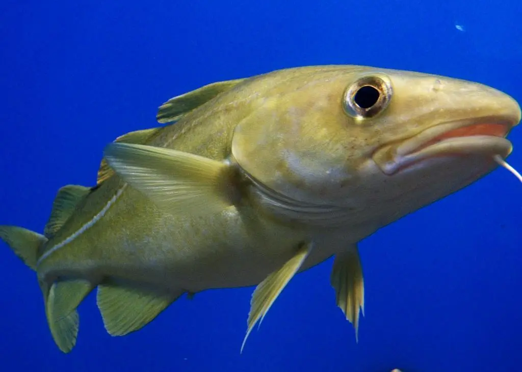 The new Common Fisheries Policy has formally been adopted. Credit August Linnman/CC BY-SA 2.0
