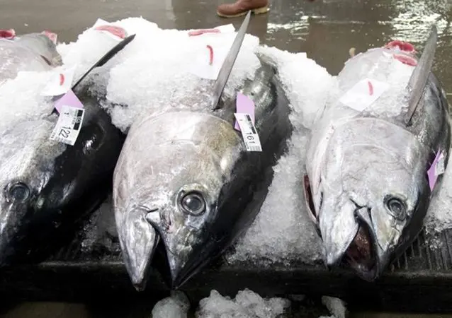 Despite an objective of reducing overfishing for bigeye tuna, the European Commission is still disappointed by the lack of ambition in protecting tropical tunas