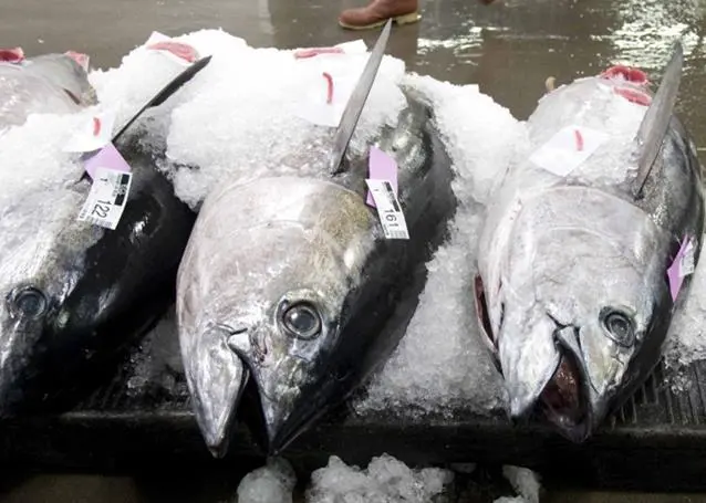 Despite an objective of reducing overfishing for bigeye tuna, the European Commission is still disappointed by the lack of ambition in protecting tropical tunas