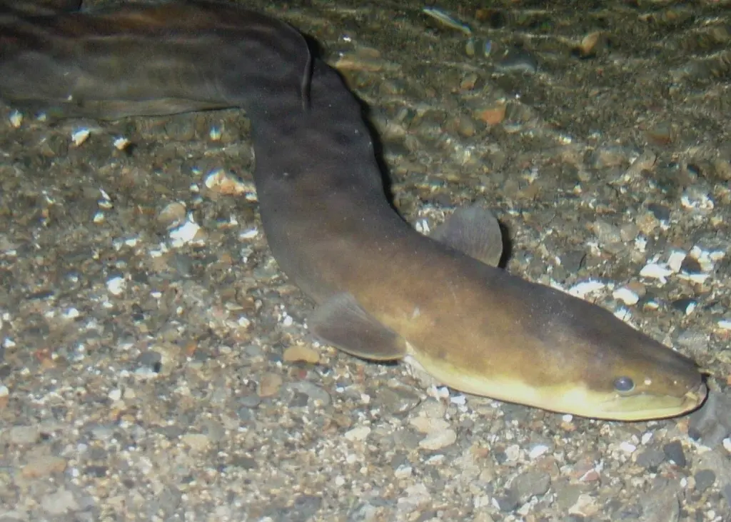 Numbers of New Zealand eel have stabilised in recent years