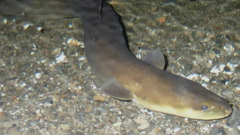 Numbers of New Zealand eel have stabilised in recent years