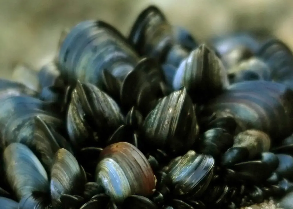 Blue mussels – one species of shellfish that will be researched under the Calcium in a Changing Environment (CACHE) programme