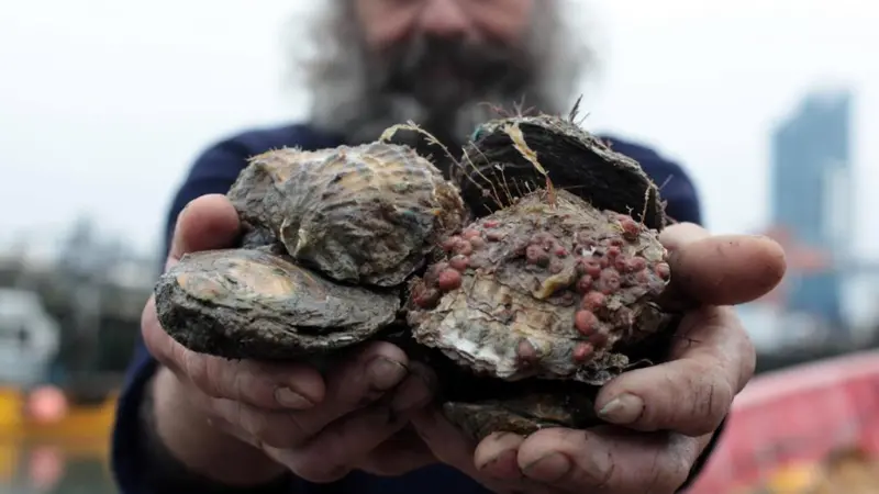 Oyster numbers have plummeted in the Solent, off the south coast of England