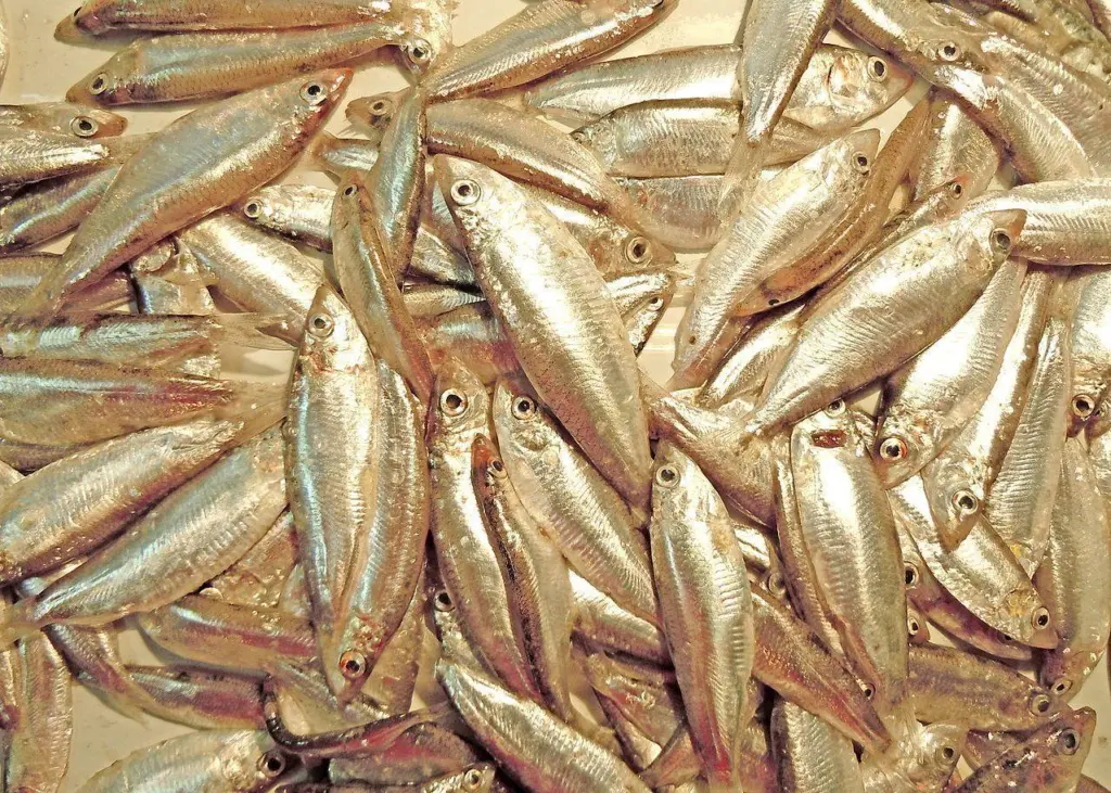 The Council agreed a roll-over in the EU total allowable catches (TACs) in the Black Sea for turbot and sprat (pictured) Photo: Wiki/Yuriy Kvach