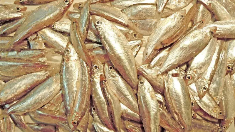 The Council agreed a roll-over in the EU total allowable catches (TACs) in the Black Sea for turbot and sprat (pictured) Photo: Wiki/Yuriy Kvach