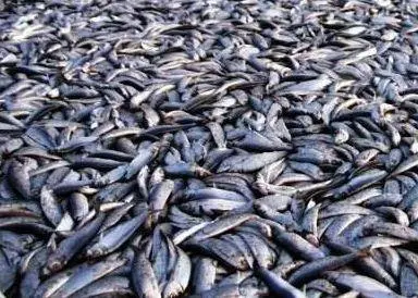 Russian veterinary experts found the documents accompanying the Norwegian herring were “incorrectly prepared"