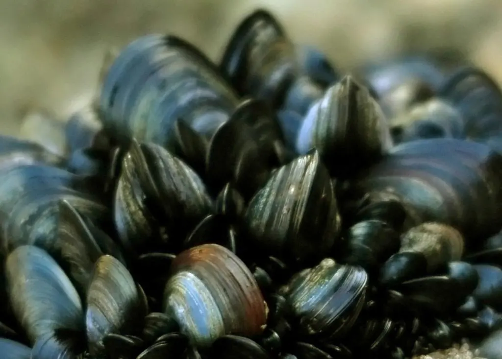 The company plans to increase its mussel production