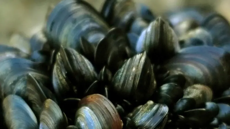 The company plans to increase its mussel production