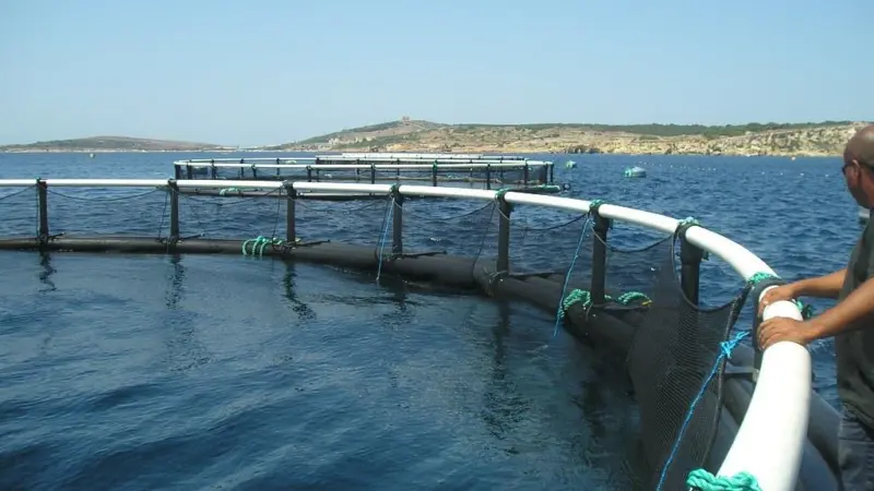 Fusion Marine has installed 19 Oceanflex and five Aquaflex pens at the P2M farm site in Malta