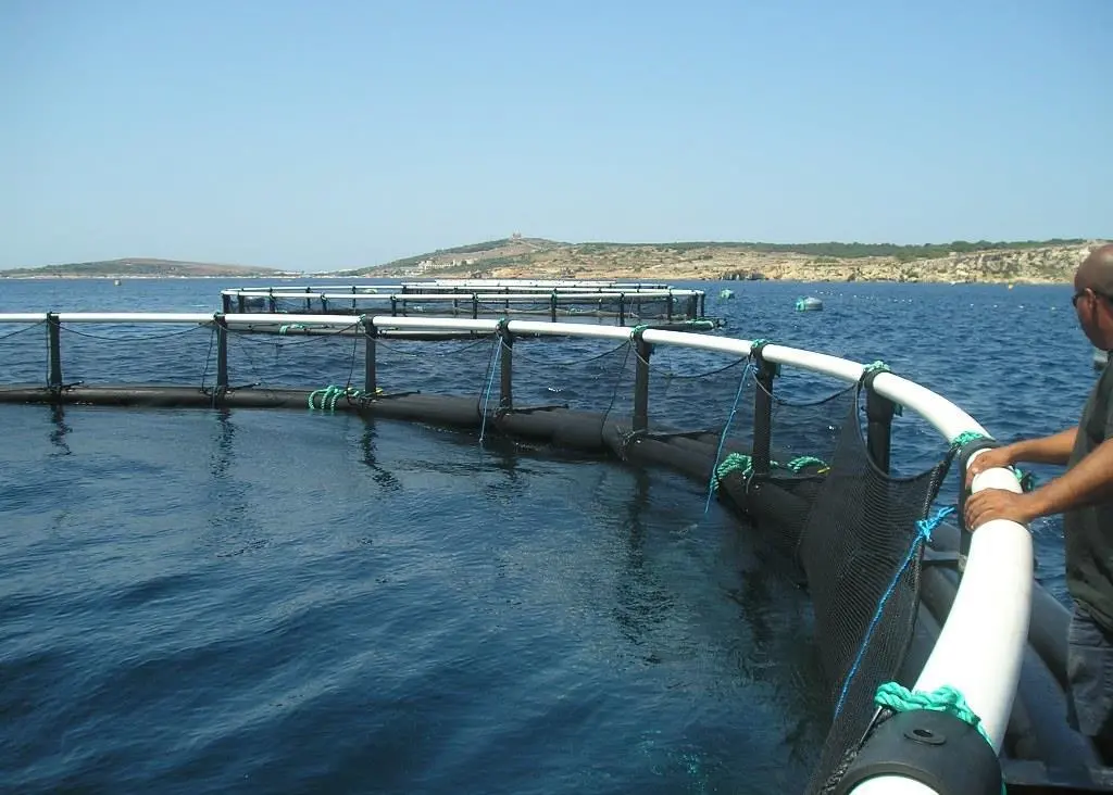 Fusion Marine has installed 19 Oceanflex and five Aquaflex pens at the P2M farm site in Malta