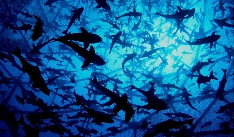 Open Blue cobia farming