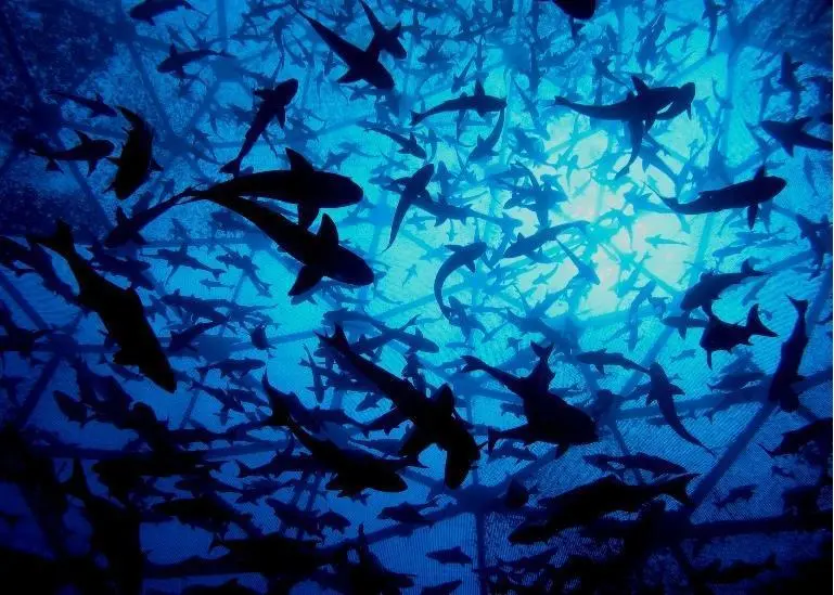 Open Blue cobia farming