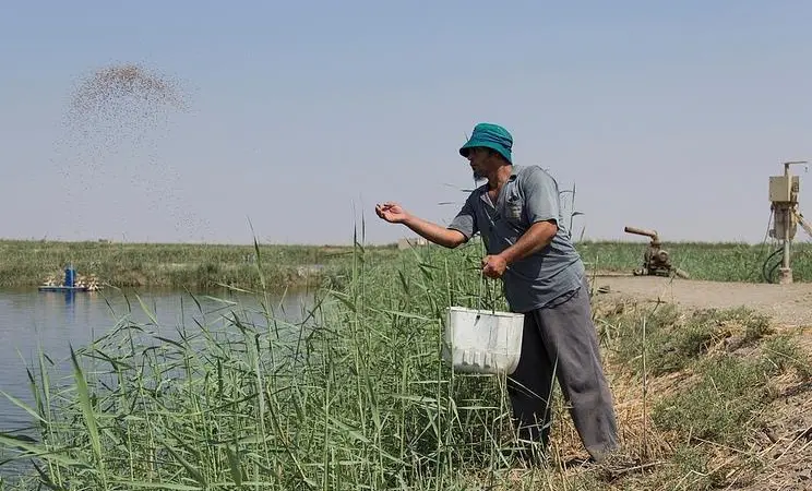 Fish feeding at large fish farm, Faiyum, Egypt. Credit: Samuel Stacey/WorldFish