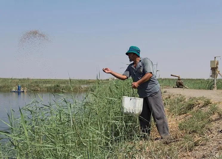 Fish feeding at large fish farm, Faiyum, Egypt. Credit: Samuel Stacey/WorldFish