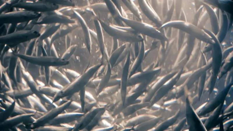 Overfishing of species such as anchovy can cause lasting effects on other species. Credit: Cliff/CC BY 2.0