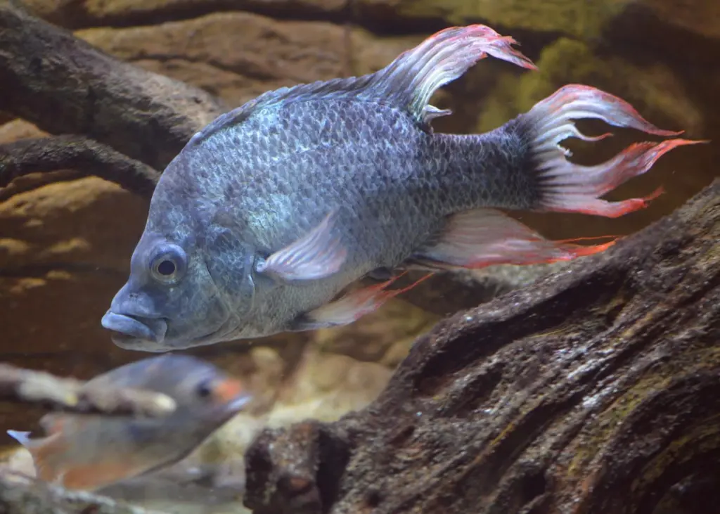 The two male Mangarahara cichlid’s are not alone Photo: ZSL London Zoo