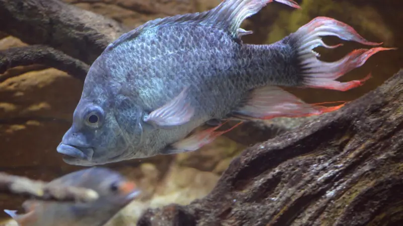 The two male Mangarahara cichlid’s are not alone Photo: ZSL London Zoo