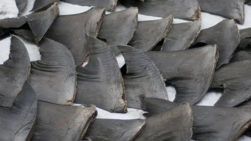New Zealand has confirmed a ban on shark finning. Credit: Cloneofsnake/CC-BYSA.2.0