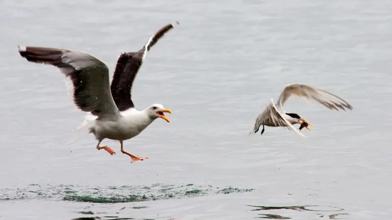 The grant will be used to reduce the low number of collisions that occur between seabirds and the cables used to tow trawl nets. Credit: Kevin Cole/CC BY 2.0